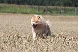 CHIEN FINNOIS DE LAPONIE 716